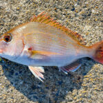 タイがつく仲間