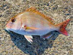 タイがつく仲間