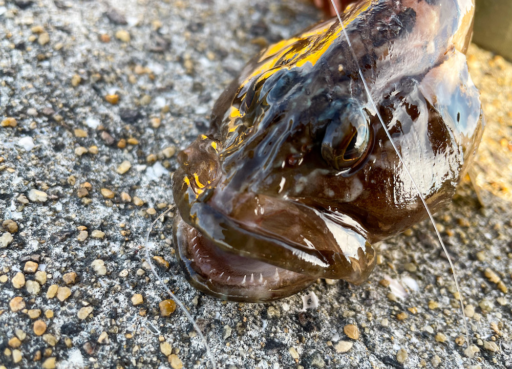 根魚