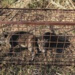 島にいないはずの動物