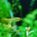 過去にハマった小型魚（レア編２）