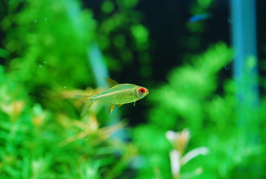 過去にハマった小型魚(レア編2)